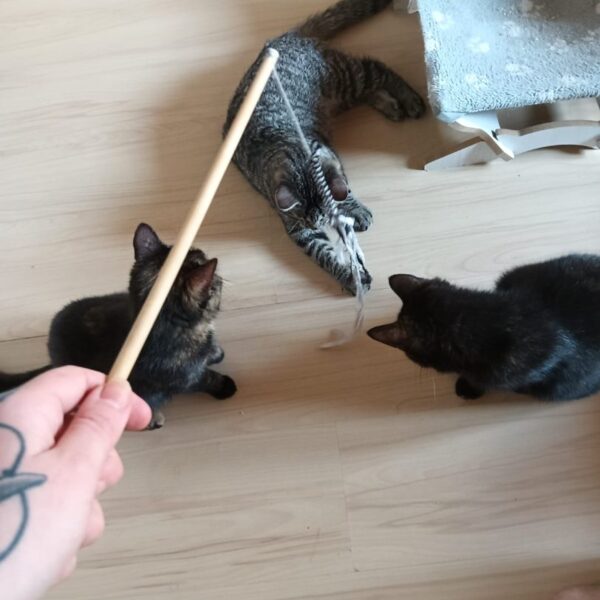Ember, Iskra & Fumi (In Belgie)