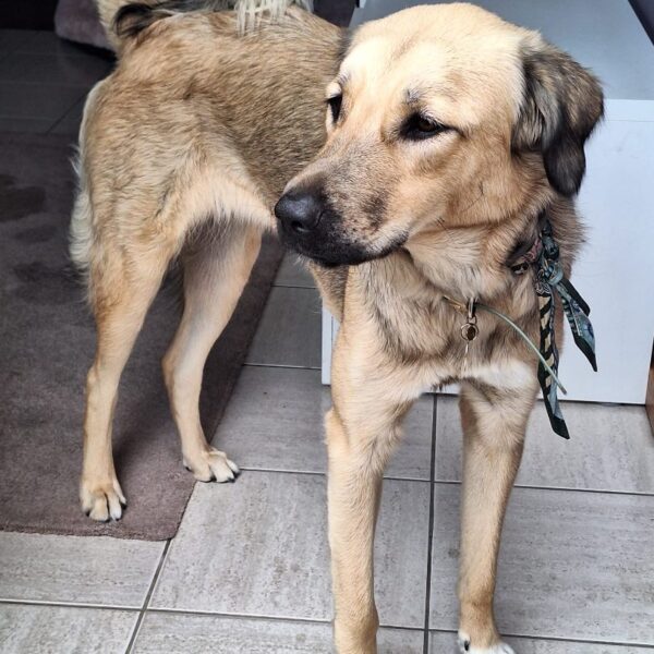 Moka (In België!)