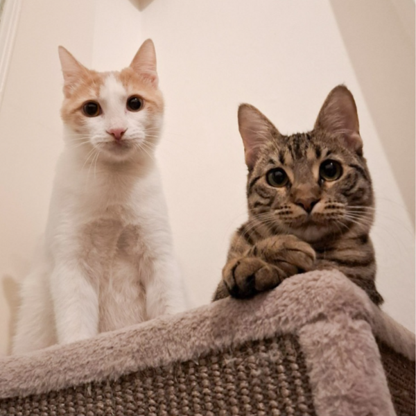 Aspen & Feronie
