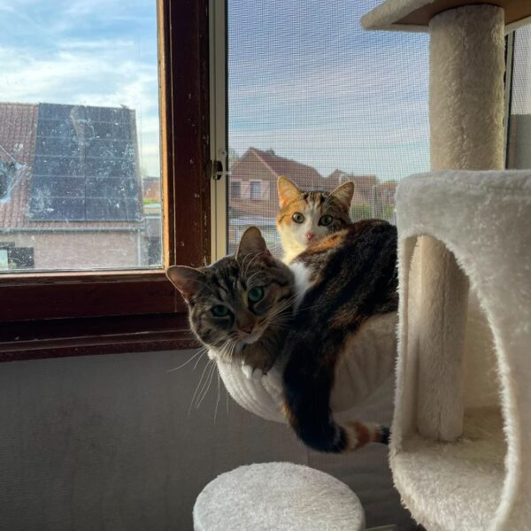 Juno & Minerva (In Belgie)