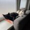 Panther & Siam (In Vurste!)
